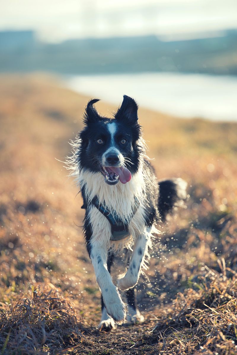 16 dog breeds that tend to show the biggest personality differences between individuals of the same breed 4 Border Collie