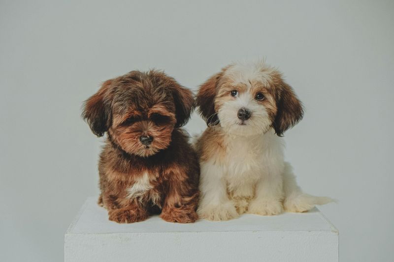 “Hypoallergenic Dogs” Claims Are Getting Fact-Checked Hard - 13 Breeds People Fight About Most 9 Havanese