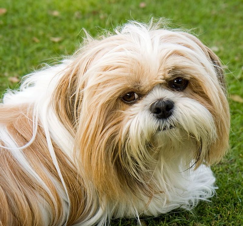 13 top dog breeds you’ll see everywhere in California 12 Shih Tzu