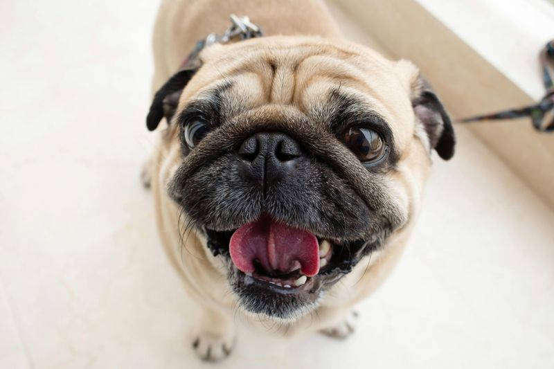 13 dogs that make rainy days feel less miserable 11 Pug