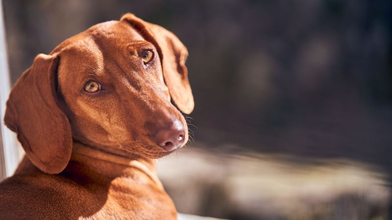 Vizsla