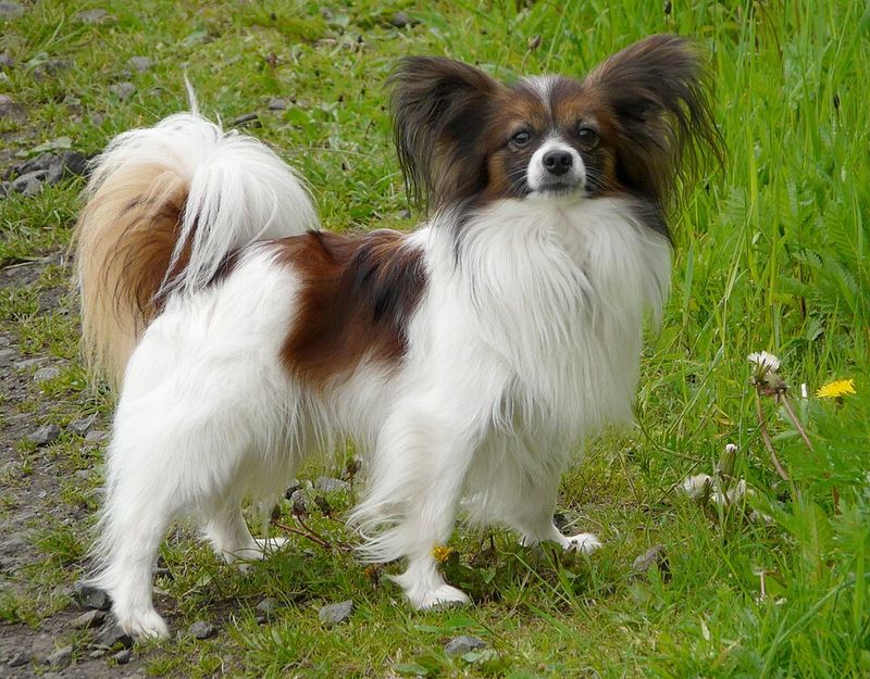 17 dog breeds that make the sound of keys feel wildly personal 2 Papillon