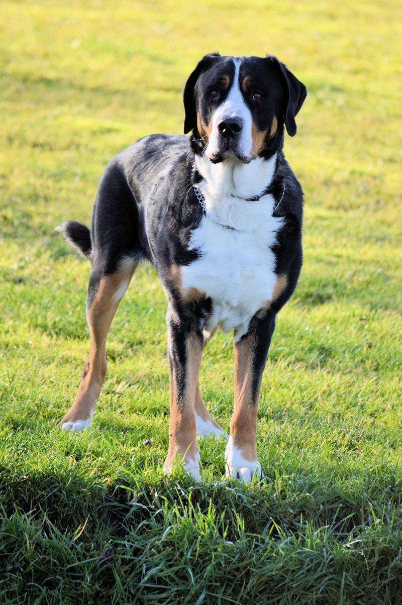 13 dogs that turn one missing walk into chaos 13 Entlebucher Mountain Dog