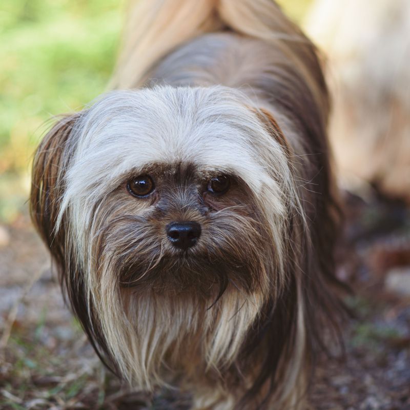 11 dog breeds that may love you more when you give them space - plus 3 that consider space completely unnecessary 9 Lhasa Apso