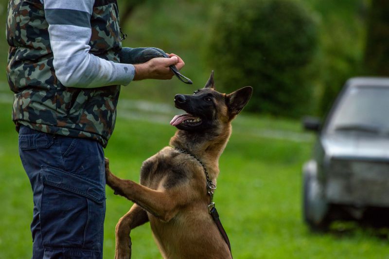 Praise fades quickly for these dog breeds - but routine stays with them 2 Belgian Malinois