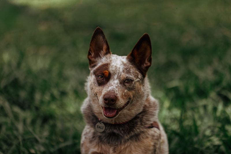 Australian Cattle Dog