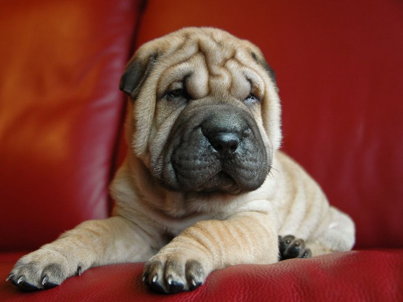 13 dog breeds that choose one favorite person and rarely look back, plus 5 more that become deeply attached for life 12 Shar Pei