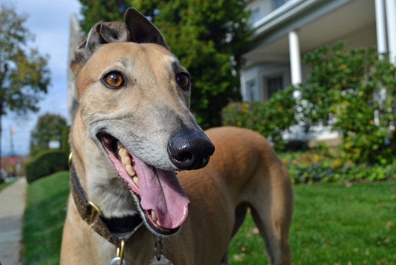 Be careful - these 11 dog breeds may not get along with cats 5 Greyhound