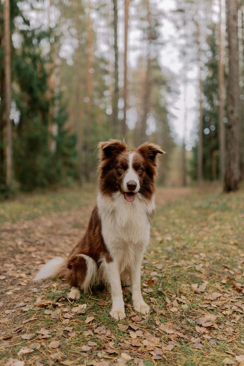 Border Collie