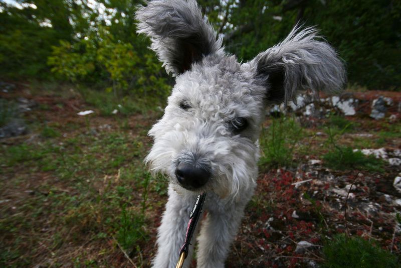 Veterans Say These Dogs Handle Change Better Than Most - 10 Resilient Breeds 9 Pumi