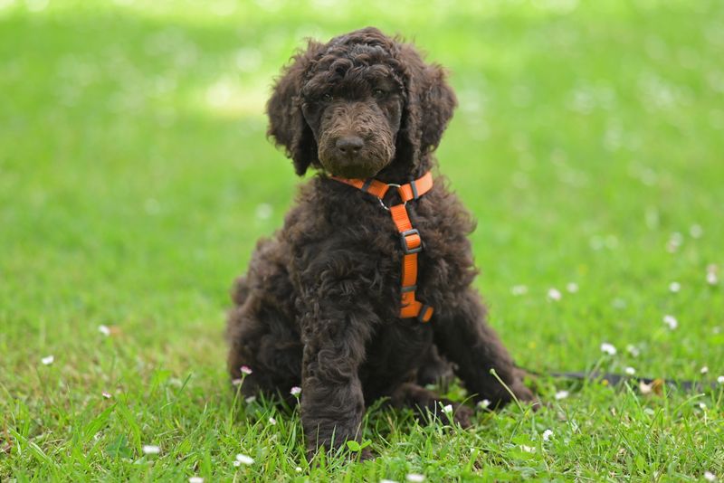 Kids bring unpredictability and beginners make mistakes - the right dog choice can make both easier to manage 6 Standard Poodle