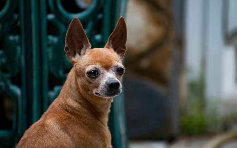 10 shelter dogs people keep passing by, plus 4 everyone wants instantly 6 Chihuahua