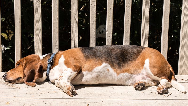 Basset Hound
