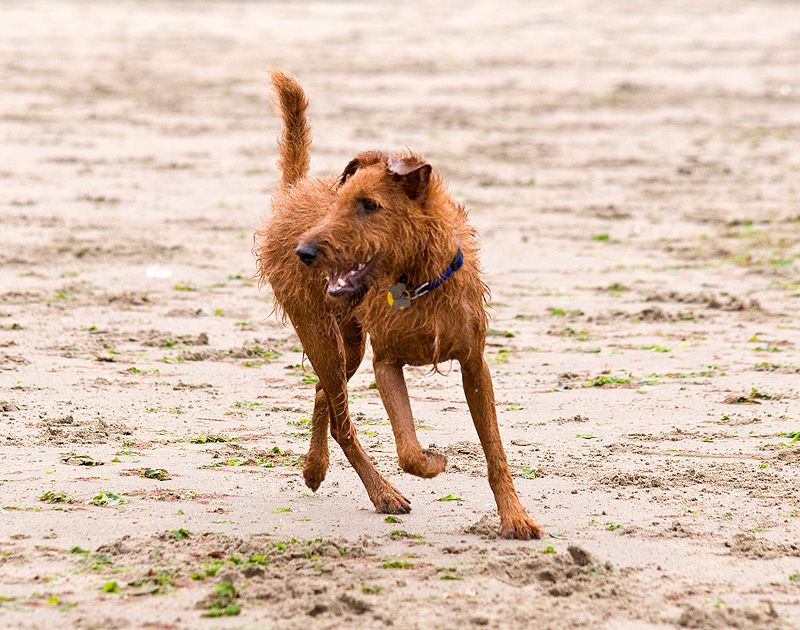 13 dogs that teach owners patience the hard way, then reward it 13 Irish terrier