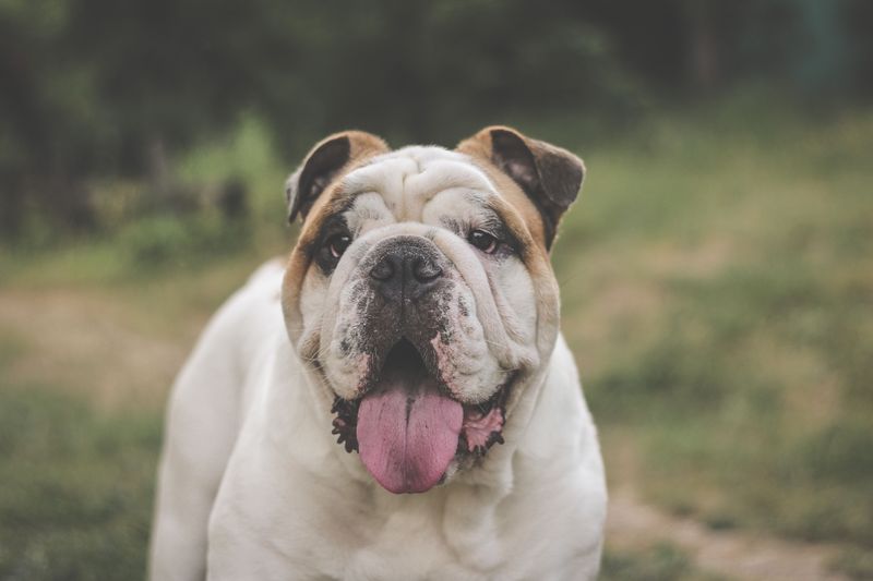 Choosing the right diet matters even more for these sensitive dog breeds 5 Bulldog