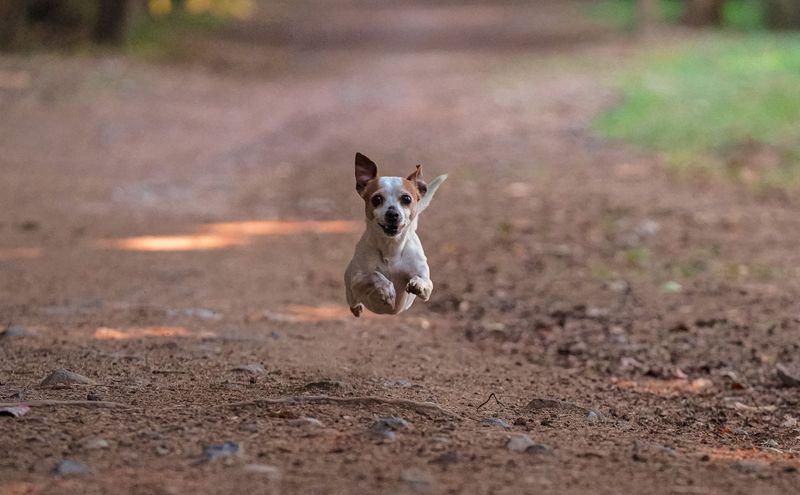 Think previous dogs prepared you for anything? These breeds may find the gaps in your experience 10 Jack Russell Terrier - pocket rocket with a mission