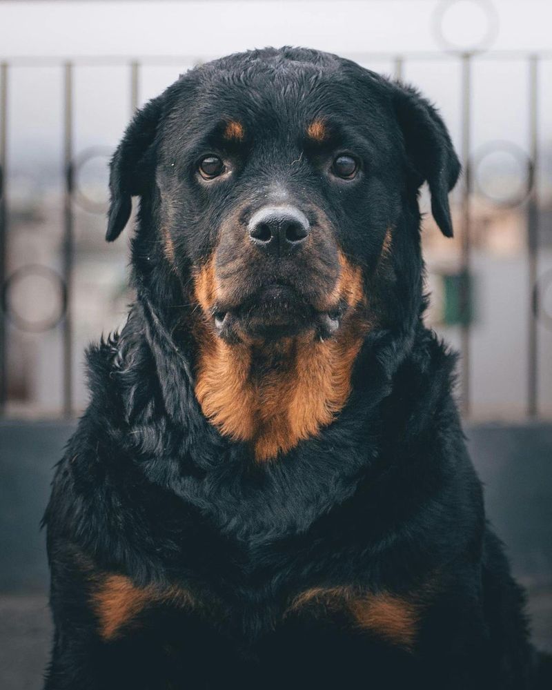 A breed can be loyal, loving, and still difficult to manage well - these are 15 dogs that come with strengths owners praise and trade-offs they ignore 8 Rottweiler