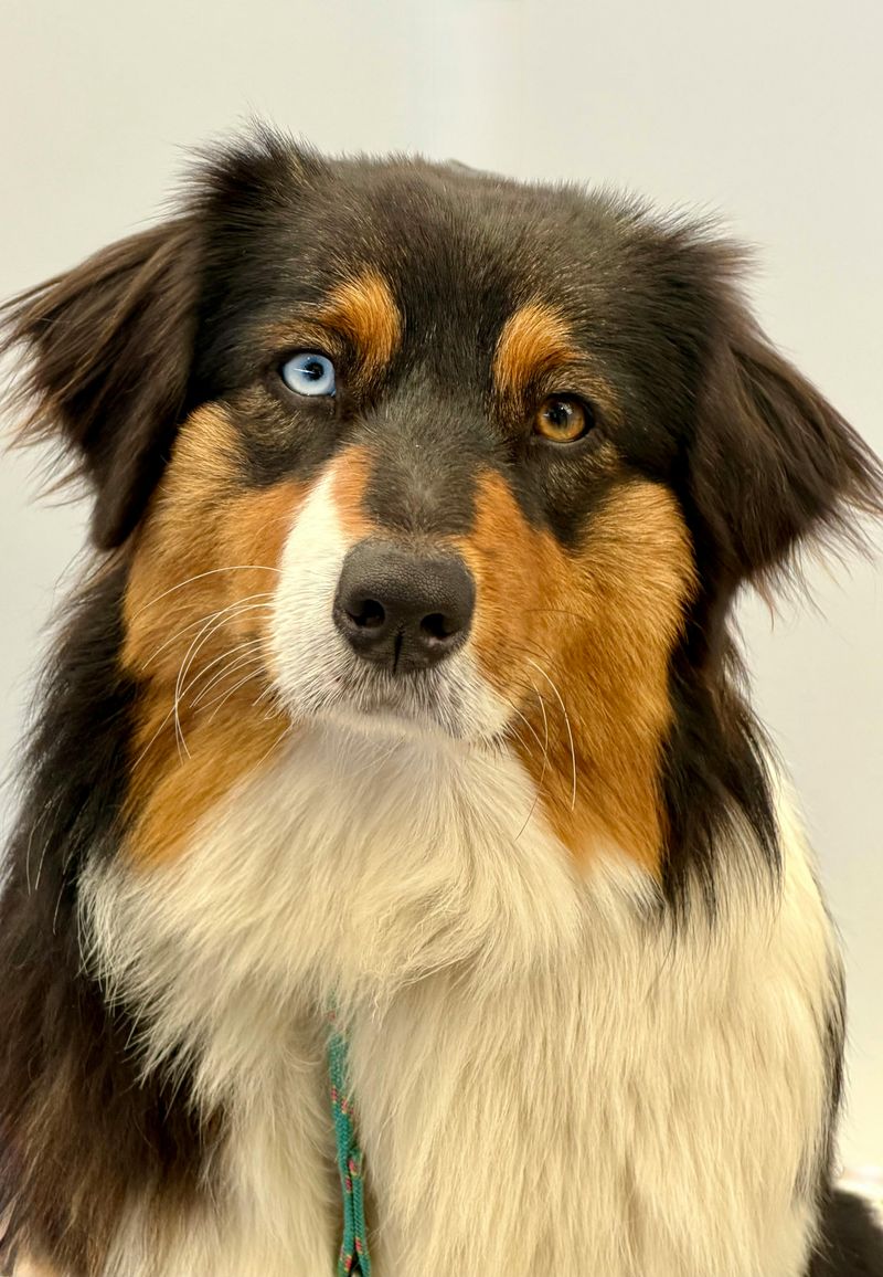 Australian Shepherd