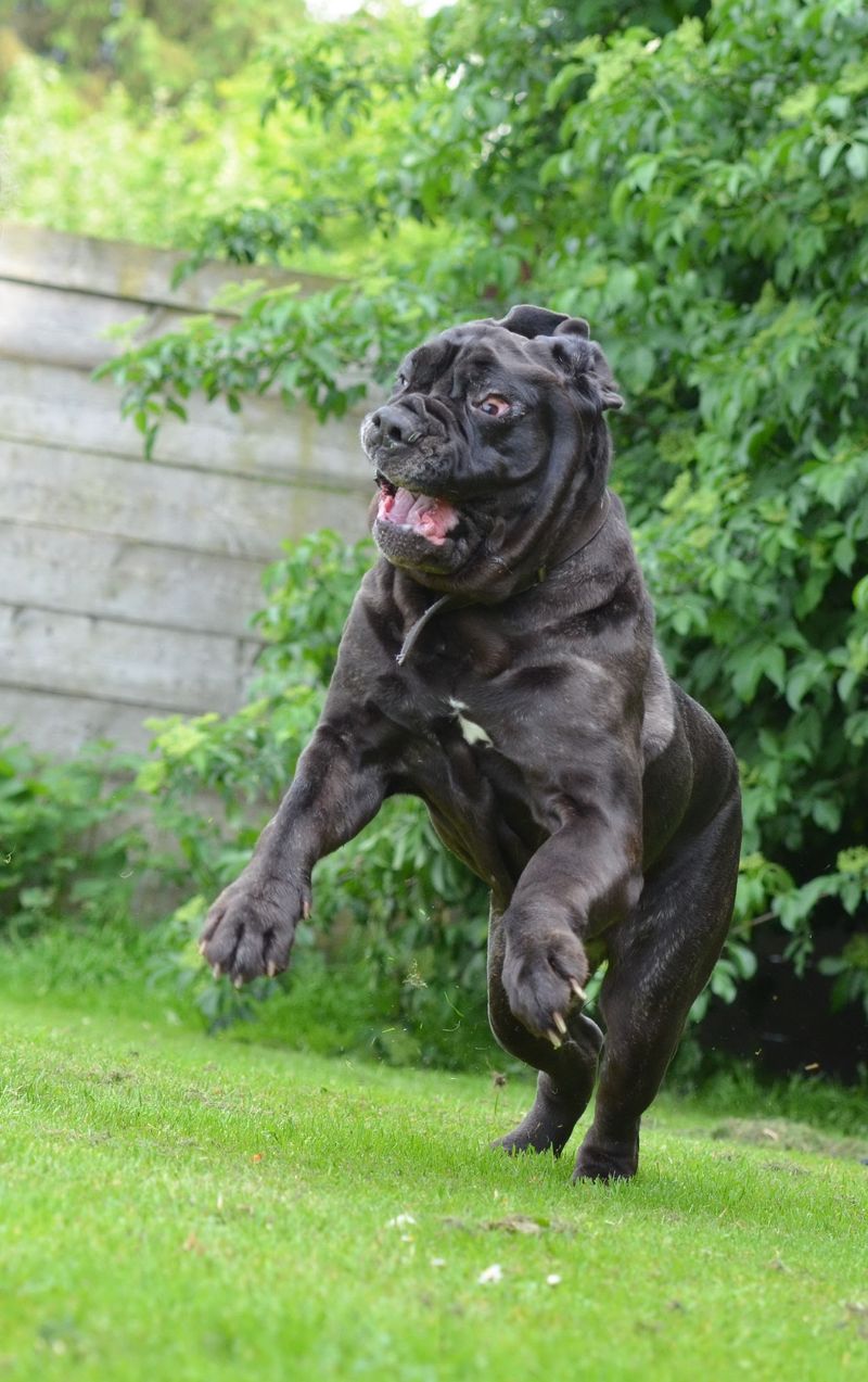 Cane Corso