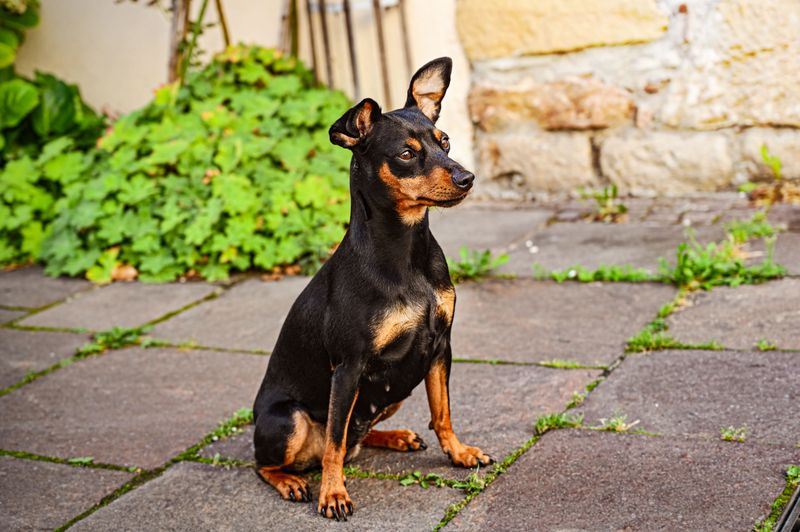 Small body, enormous presence - these toy dog breeds refuse to be treated like accessories 7 Miniature Pinscher