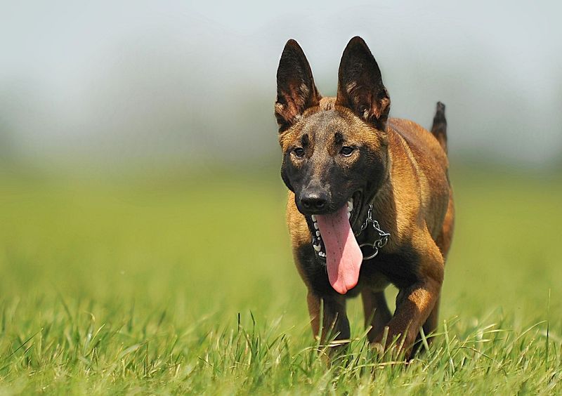Friendly with people. Competitive with dogs. These 11 breeds often balance both 9 Belgian Malinois