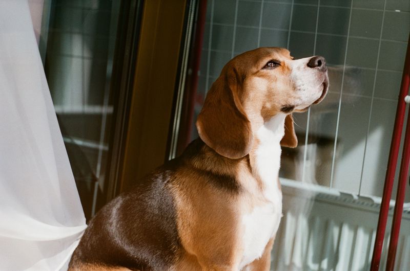 10 dogs that treat the front window like a second television - except they're also watching the audience 6 Beagle - the Nose on Patrol