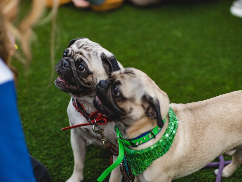 If you want a guard dog, you may want to skip the breeds that think every stranger is their new best friend 12 Pug