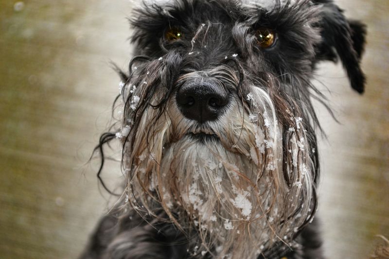 Standard Schnauzer