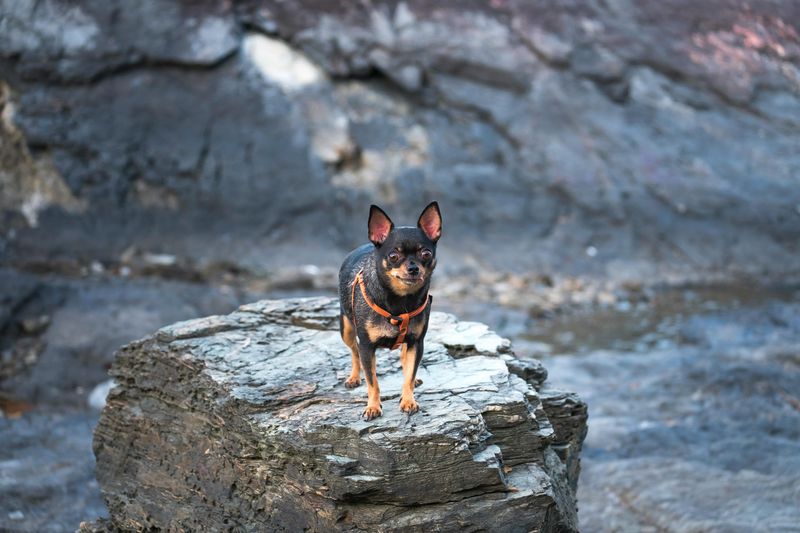 Miniature Pinscher