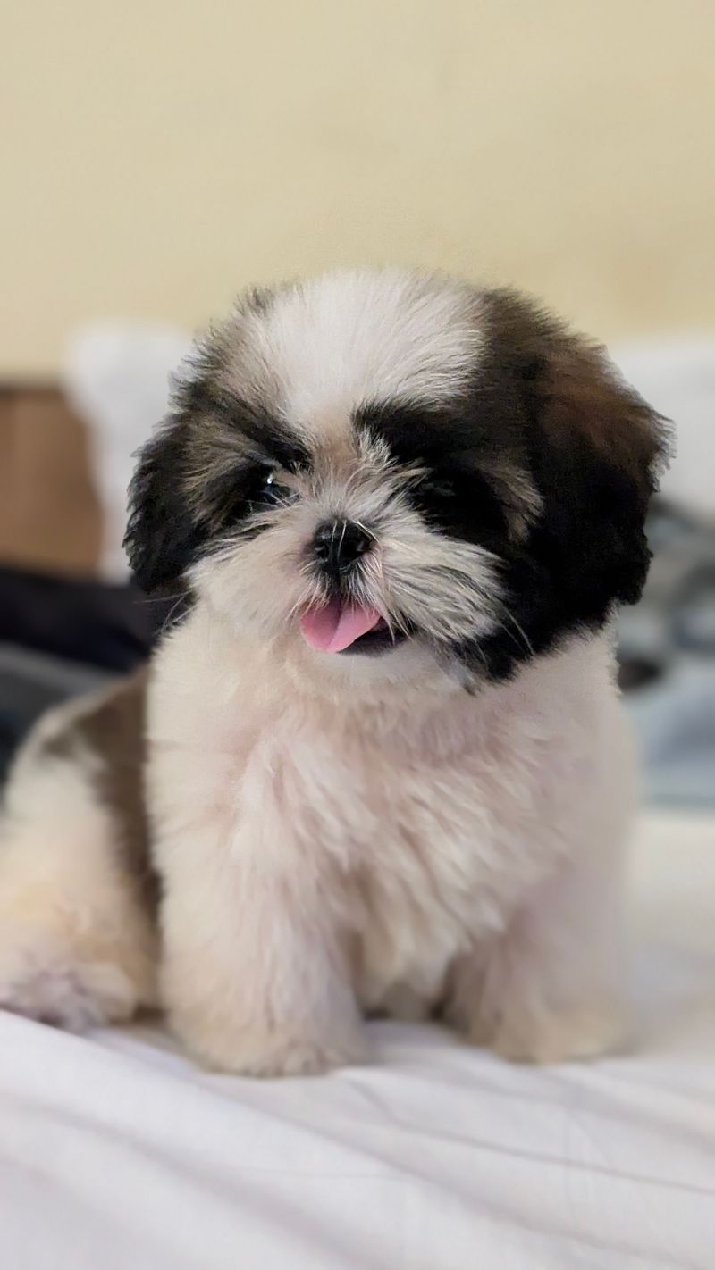 The best dog for everyday life may be the one that doesn't demand your entire lifestyle change 10 Shih Tzu