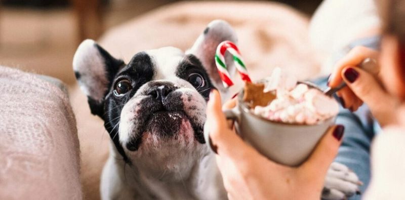 These 10 everyday mistakes can quietly turn into long-term digestive issues 8 Giving fatty human foods