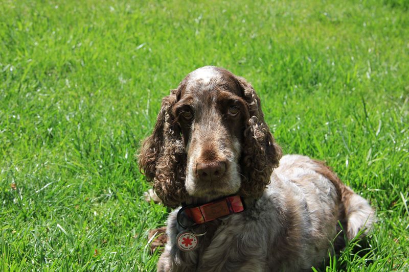 Changing lifestyles are pushing these dog breeds out of the spotlight 13 Field Spaniel