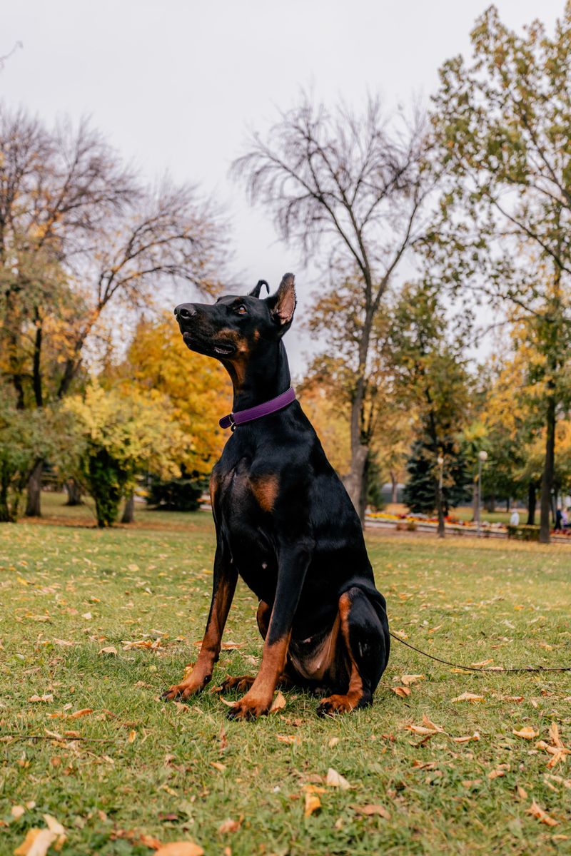 Doberman Pinscher