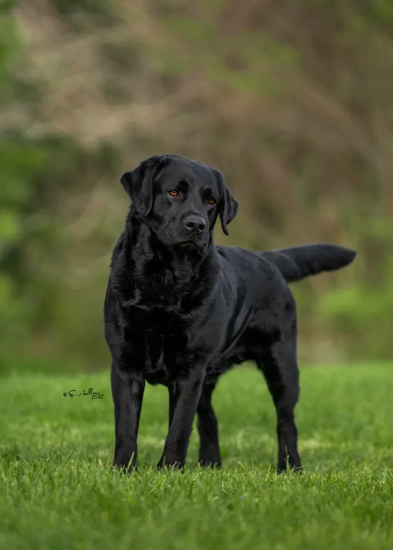 If you love spoiling your dog, these breeds will teach you the value of moderation 3 Labrador Retriever