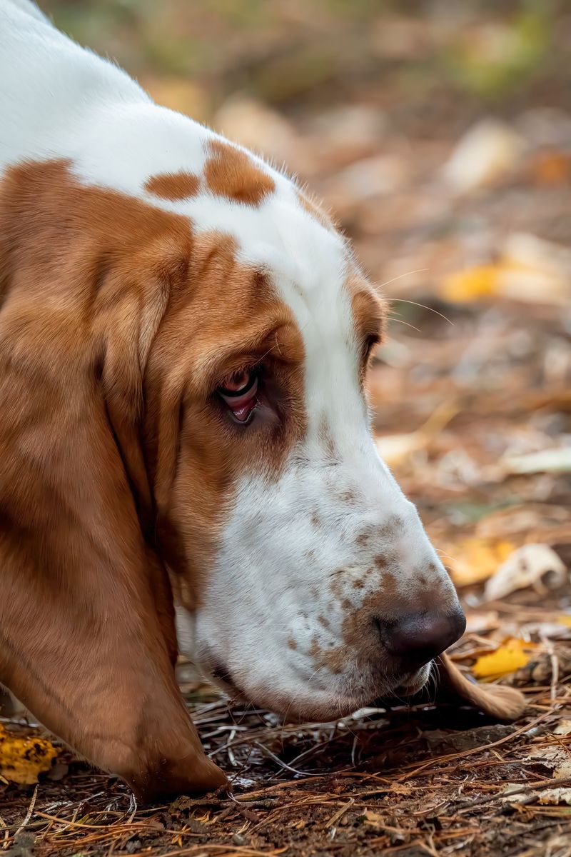 10 dogs that may choose an exciting scent over your voice - plus 2 that are often more handler-focused 4 Basset Hound and Its Low-Riding Nose