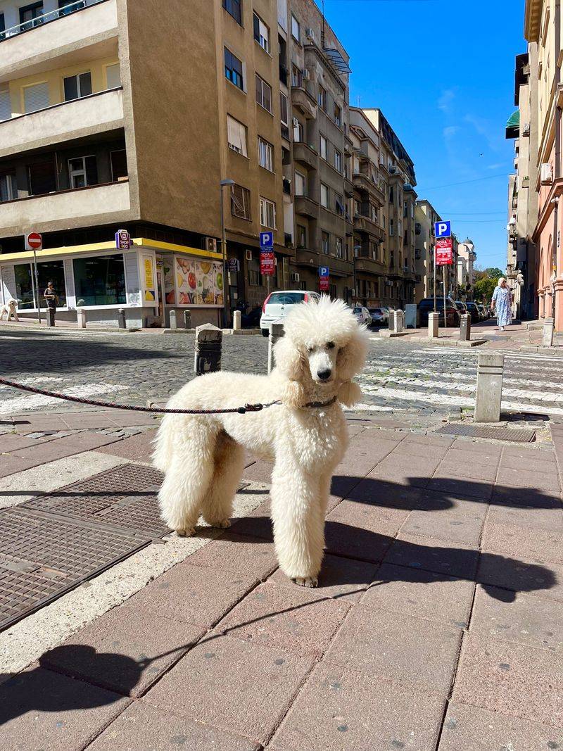 These dog breeds are finding their place in the lives of younger city owners 6 Poodle - smart style in a city size