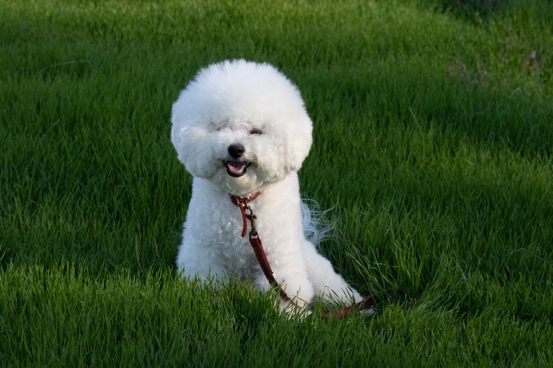 Friendly personalities come naturally to these welcoming dog breeds 10 Bichon Frise