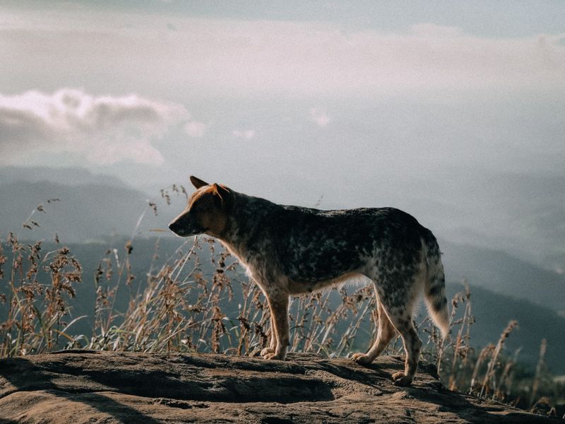 These dog breeds won't complain when your idea of relaxing involves getting outside 8 Australian Cattle Dog