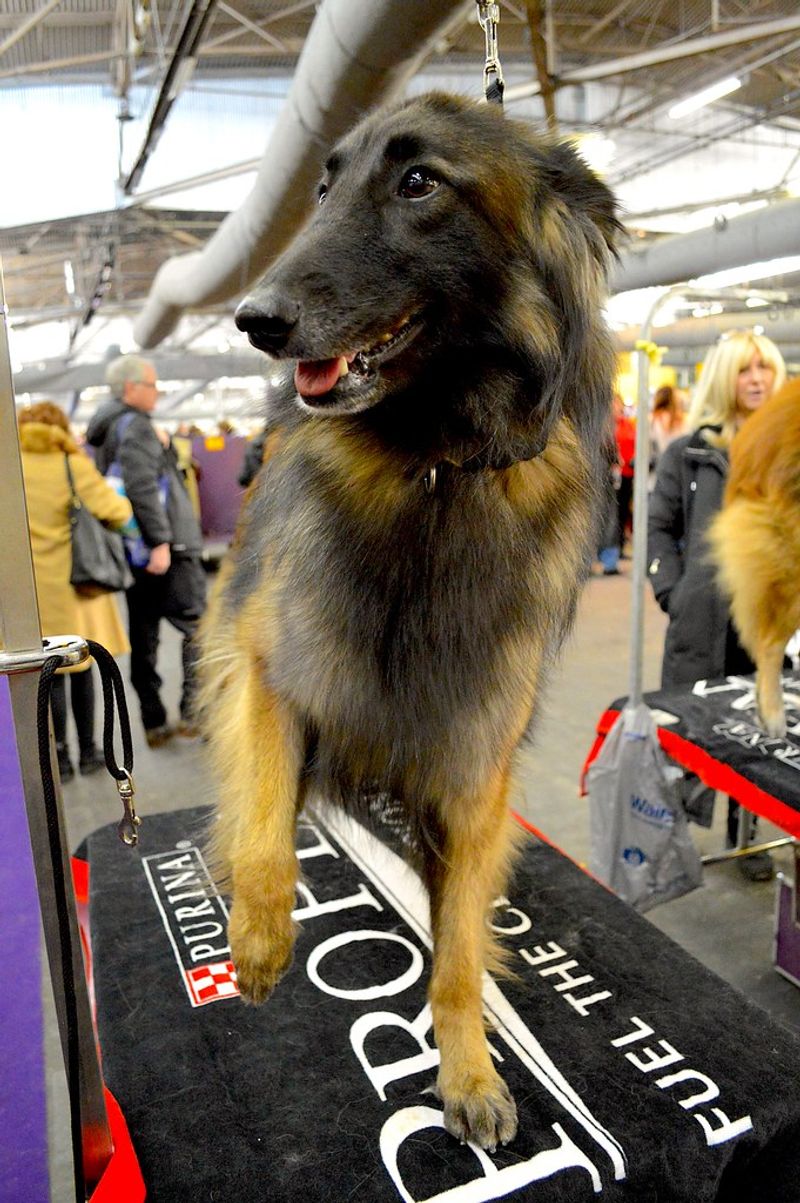 Belgian Tervuren