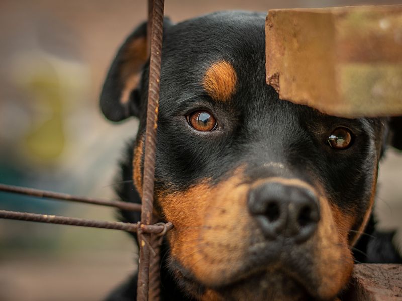 Growling isn't always bad behavior - These dogs remind owners why the warning matters 3 Rottweiler - the steady guardian