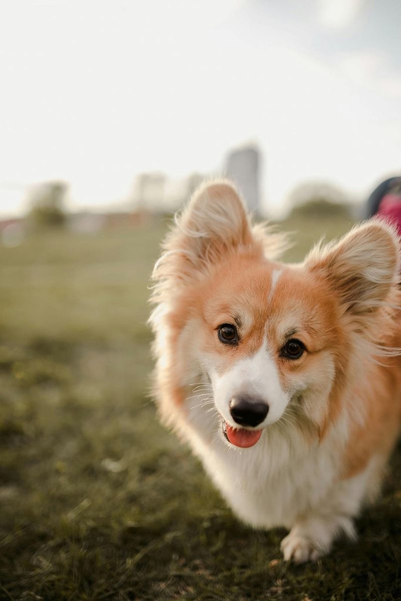 Pembroke Welsh Corgi