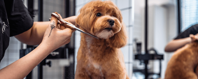 Grooming and hygiene