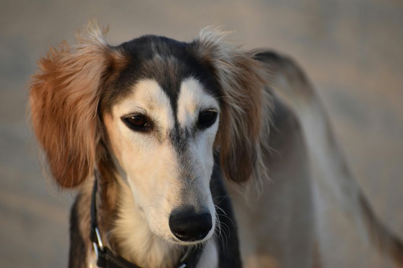 People Love “Obedient Dogs” – These 11 Breeds Prefer Thinking Over Following 5 Saluki