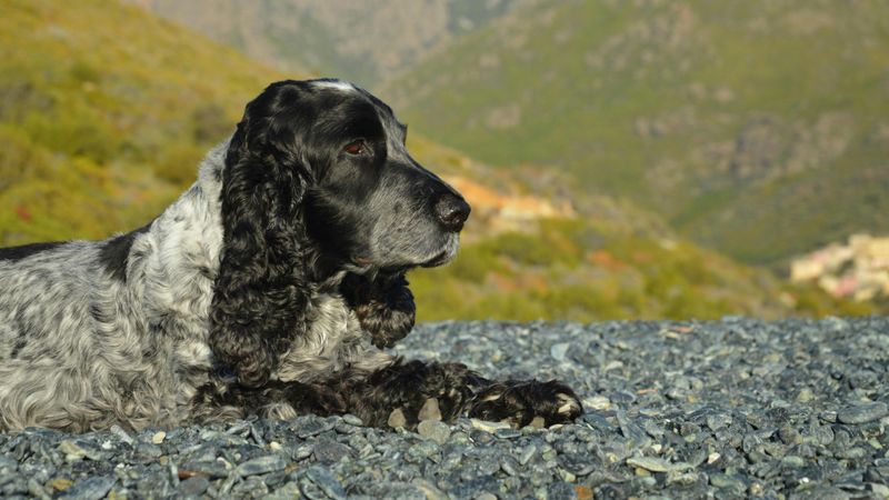 English Cocker Spaniel