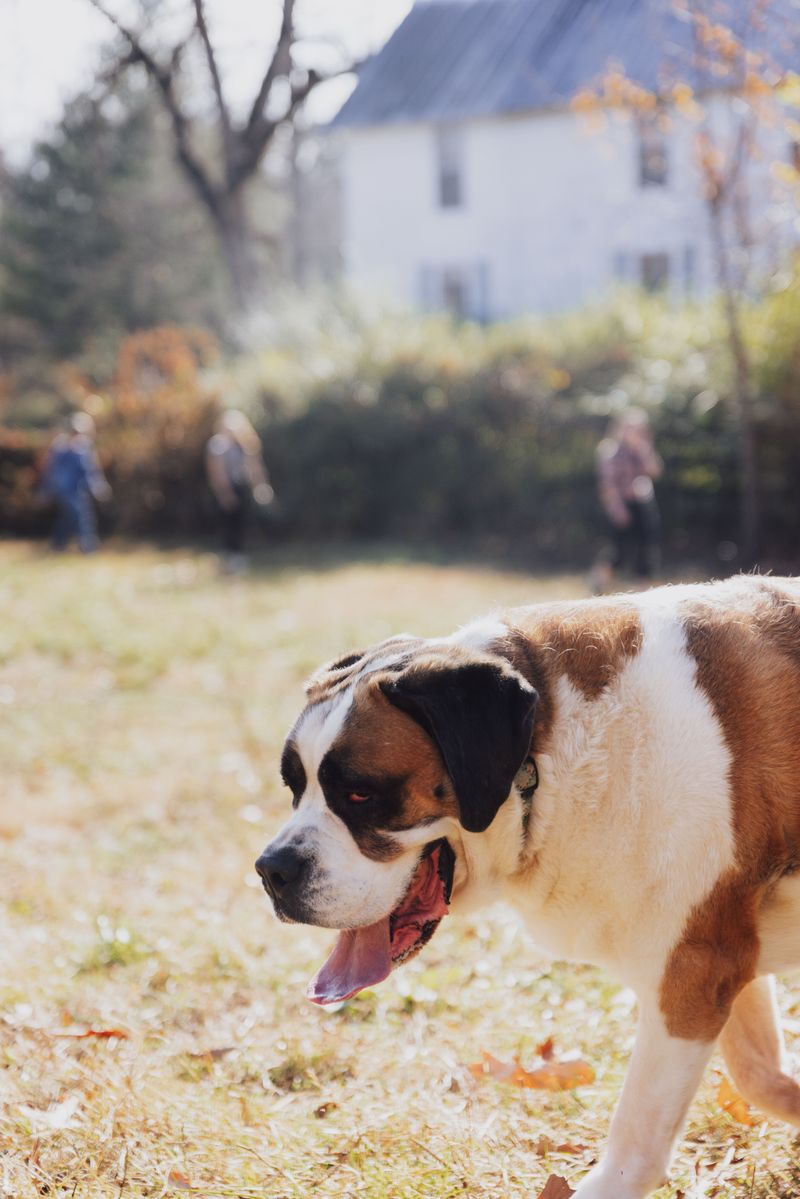 Rising temperatures can challenge certain dogs especially hard - Breed characteristics matter 11 Saint Bernard