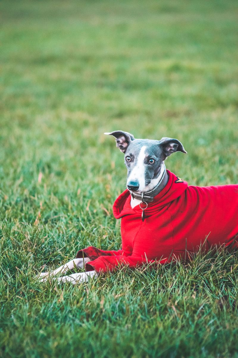 The real personality of these dog breeds only appears after they settle into a family 7 Whippet