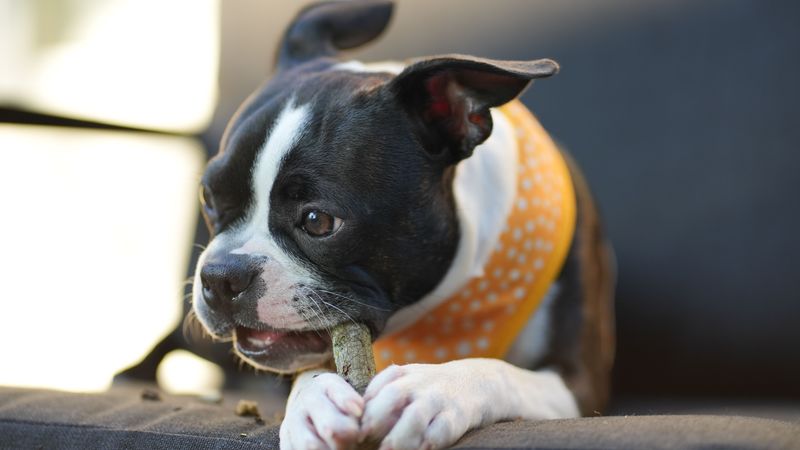 Swapping your dog's food too fast causes tummy trouble, so try these 8 gentler steps 9 Keep treats and chews boring for a while