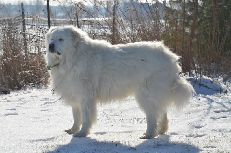 These dog breeds often return happier after a little uninterrupted quiet 7 Great Pyrenees