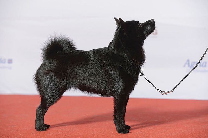 Schipperke