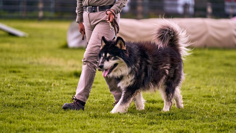 Dogs that seem stubborn during training are often just bored, and these 11 breeds prove it 11 Alaskan Malamute